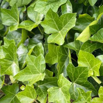 Hedera helix 'Hibernica'