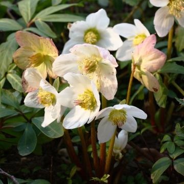 Helleborus niger