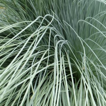 Helictotrichon sempervirens