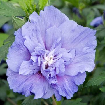 Hibiscus syr. 'Blue Chiffon'