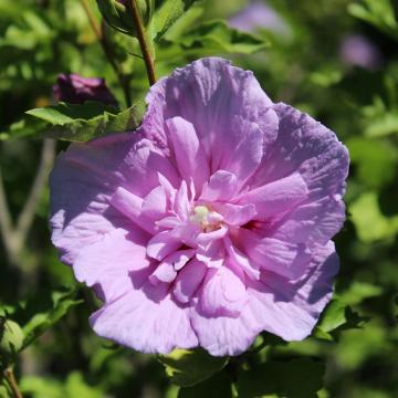 Hibiscus syr. 'Lavender Chiffon'
