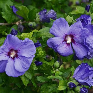 Hibiscus syr. 'Marina'