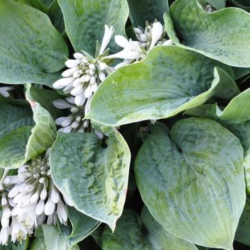 Hosta sieboldiana 'Elegans'