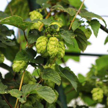 Humulus lupulus