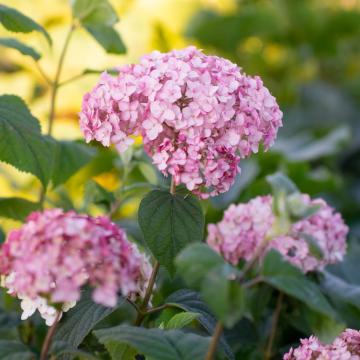Hydrangea arb. 'Candybelle bubblegum'