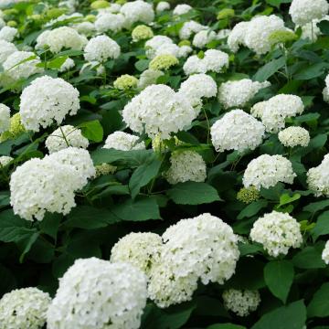 Hydrangea arb. 'Annabelle'