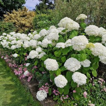 Hydrangea arb. 'Strong Annabelle'®