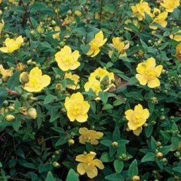 Hypericum dummeri 'Peter Dummer'