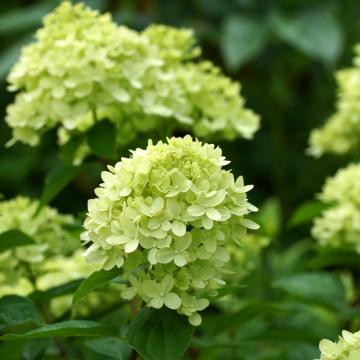 Hydrangea pan. 'Little Lime'