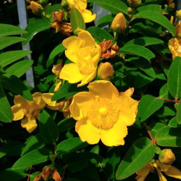Hypericum 'Hidcote'