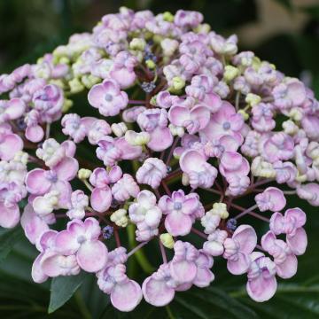 Hydrangea macr. 'Ayesha'