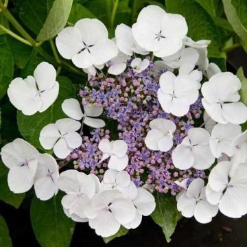 Hydrangea macr. 'Libelle'