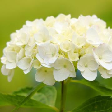 Hydrangea macr. 'Mme E. Mouilière'