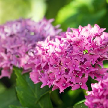Hydrangea macr. 'Tovelit'