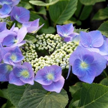 Hydrangea macr. 'Zorro'