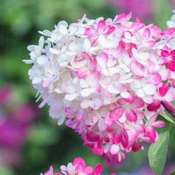 Hydrangea pan. 'Diamant Rouge'