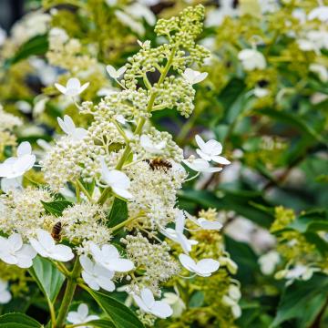 Hydrangea pan. 'Kyushu'