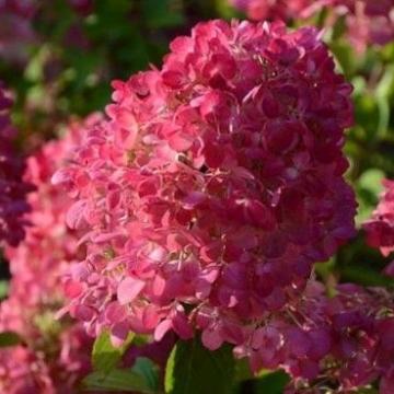 Hydrangea pan. 'Pink Diamond'