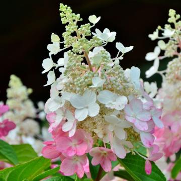 Hydrangea pan. 'Pinky Wincky'
