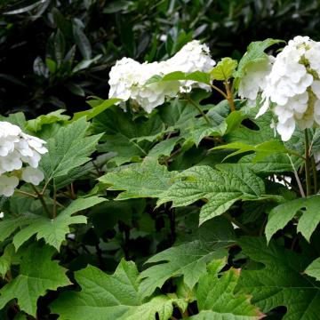 Hydrangea querc. 'Snow Queen'