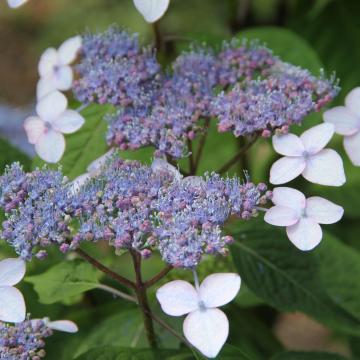 Hydrangea serrata 'Bluebird'