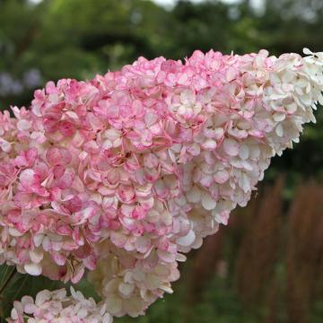 Hydrangea pan. 'Vanille-Fraise'