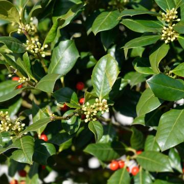 Ilex aquif. 'Nelly Stevens'