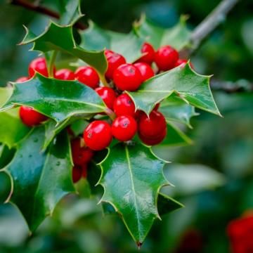 Ilex aquifolium