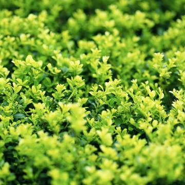 Ilex crenata 'Green Hedge'