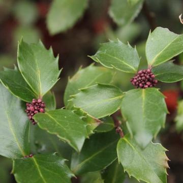 Ilex meserveae 'Heckenstar'