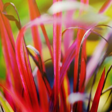 Imperata cylindrica 'Red Baron'