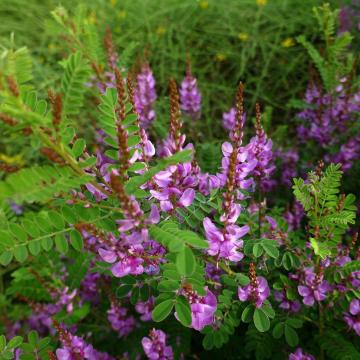 Indigofera heterantha