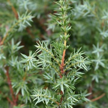 Juniperus comm. 'Suecica'