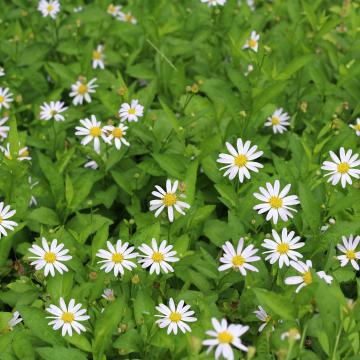 Kalimeris incisa 'Madiva'