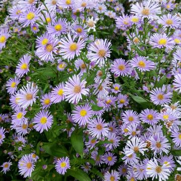 Kalimeris incisa 'Nana Blue'