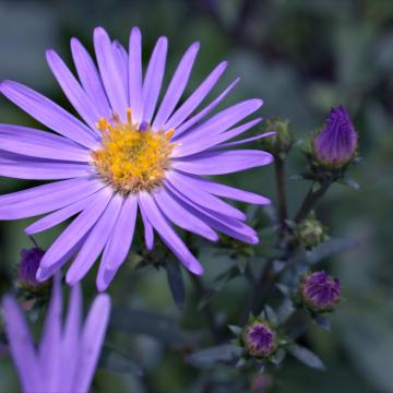 Kalimeris incisa 'Blue star'
