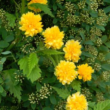 Kerria japonica 'Pleniflora'