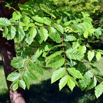 Koelreuteria paniculata