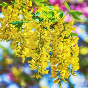 Laburnum anagyroides