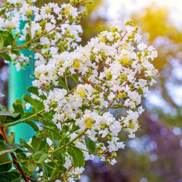 Lagerstroemia indica 'Sarah's Favorite'
