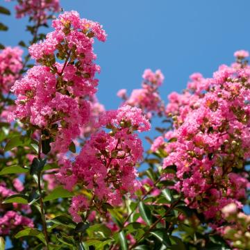 Lagerstroemia indica 'Rose Clair'