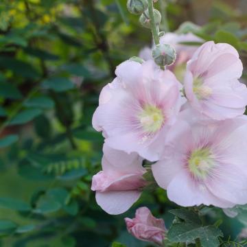 Lavatera olbia 'Rosea'