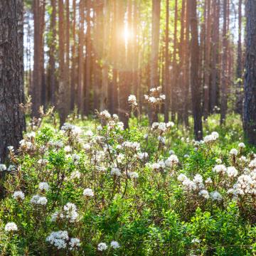 Ledum groenlandicum 'Compactum'