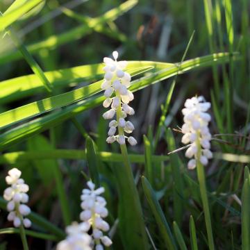 Liriope muscari 'Monroe White'