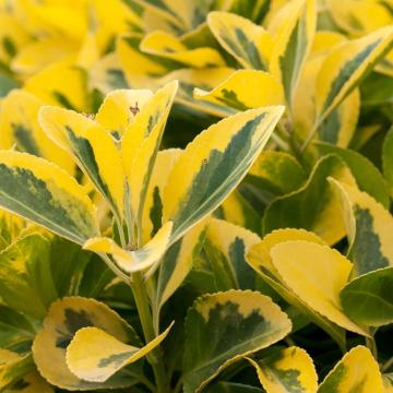 Ligustrum oval. 'Aureum'