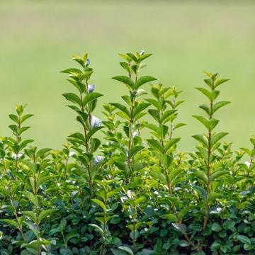 Ligustrum ovalifolium