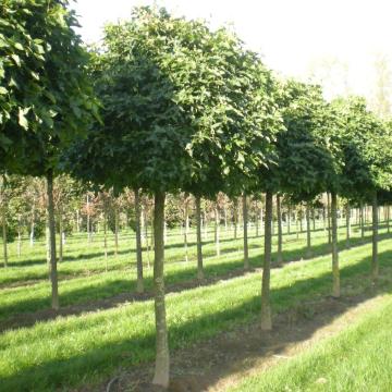 Liquidambar styraciflua 'Gumball'