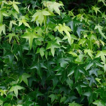 Liquidambar styraciflua 'Worplesdon'