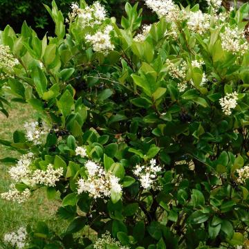 Ligustrum jap. texanum