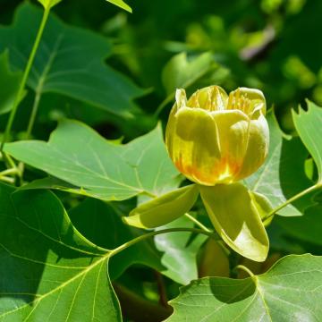 Liriodendron tulipifera